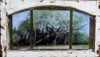 Audubon Tree Dome Window