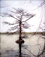 lakestjohncypress